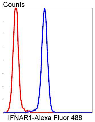 IFNAR1 Rabbit mAb