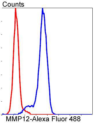 MMP12 Rabbit mAb