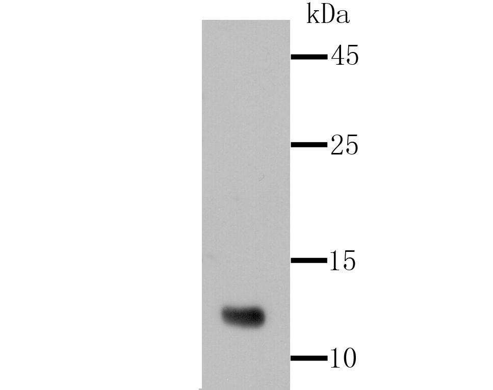 Firefly Luciferase Rabbit mAb