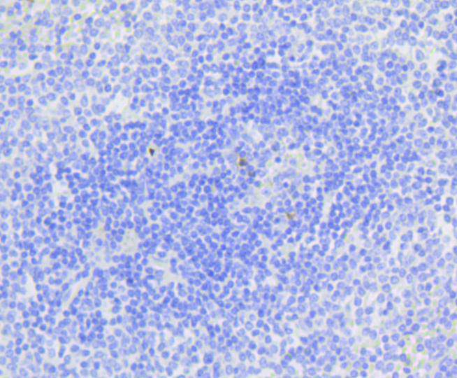 Active Caspase-3 Rabbit mAb