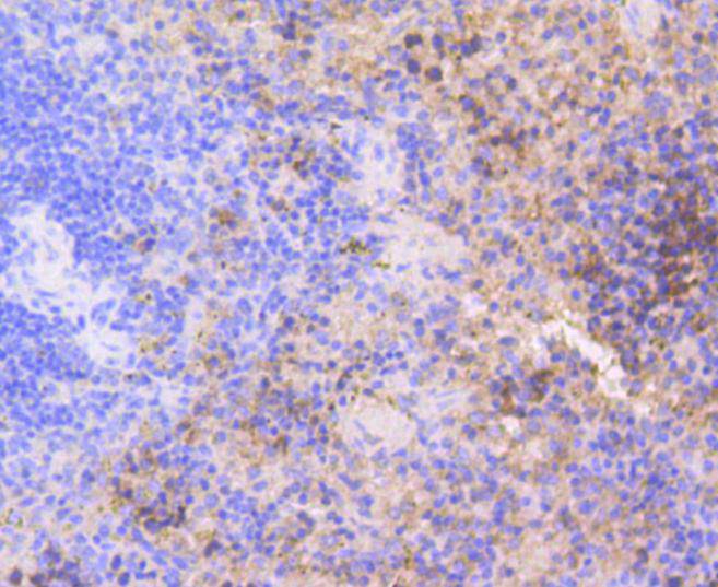 Cdk2 Rabbit mAb