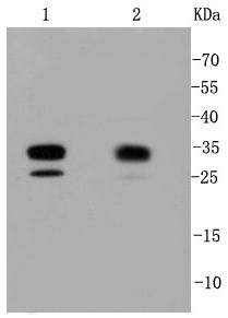 Cdk2 Rabbit mAb