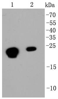 HP1 alpha Rabbit mAb