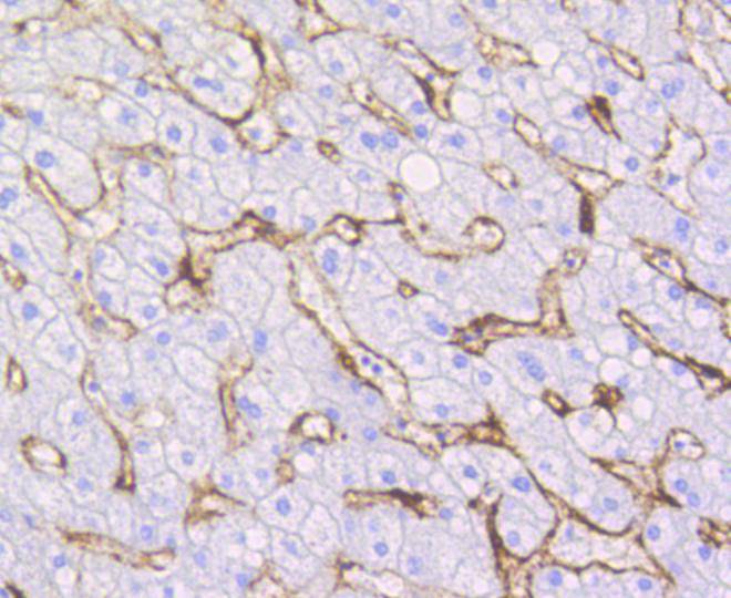 Caveolin-1 Rabbit mAb