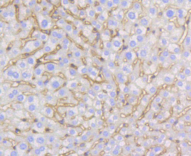 Caveolin-1 Rabbit mAb