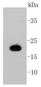 Caveolin-1 Rabbit mAb