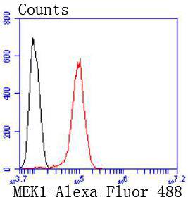 MEK1 Rabbit mAb