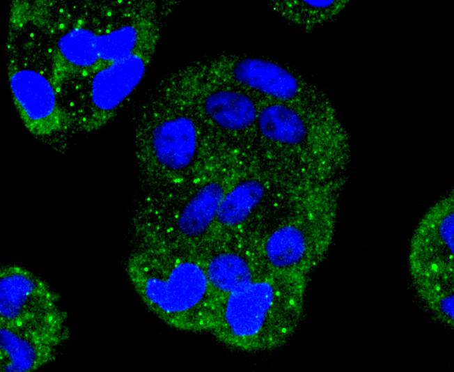 MEK1 Rabbit mAb