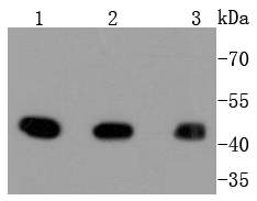 MEK1 Rabbit mAb