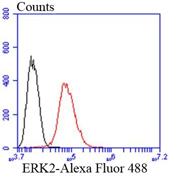 ERK2 Rabbit mAb