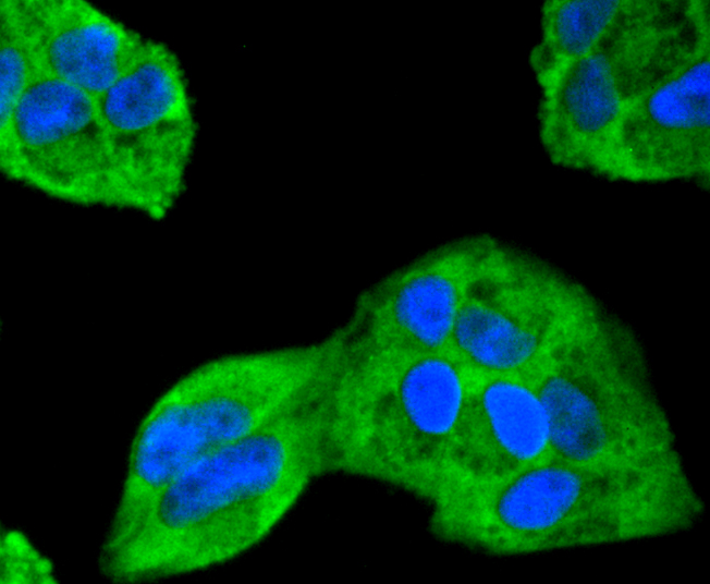 ERK2 Rabbit mAb