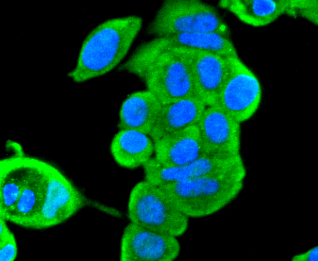 ERK2 Rabbit mAb