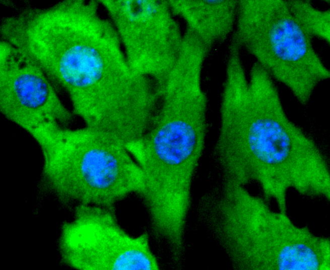 ERK2 Rabbit mAb