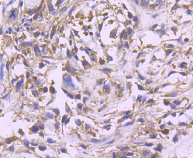 ERK2 Rabbit mAb