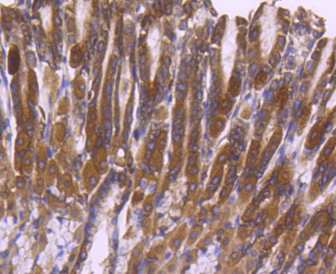 ERK2 Rabbit mAb