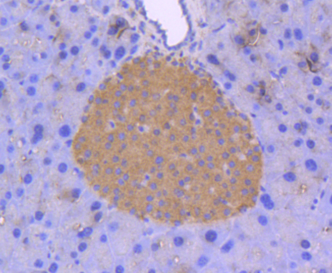 ERK2 Rabbit mAb