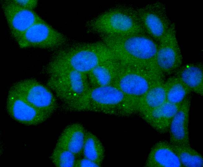 Bcl-XL Rabbit mAb