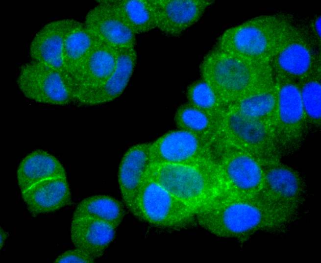 Bcl-XL Rabbit mAb