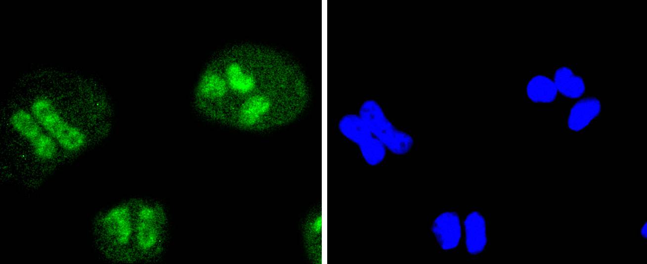 SIRT1 Rabbit mAb