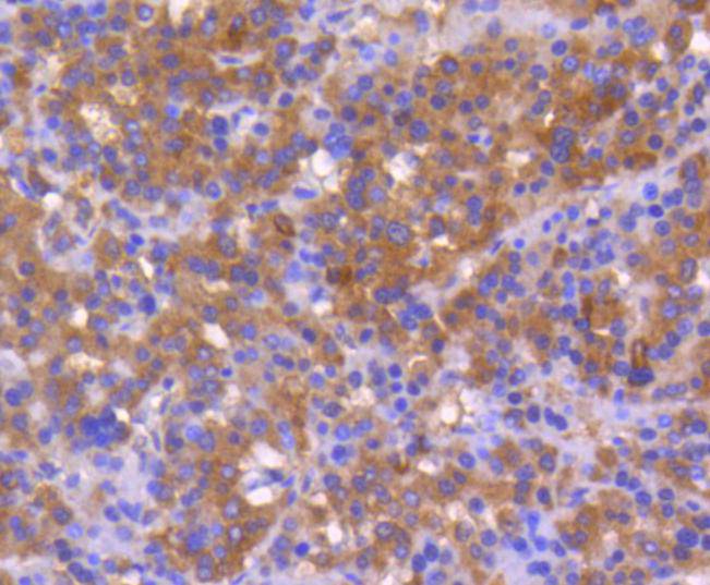 Bax Rabbit mAb