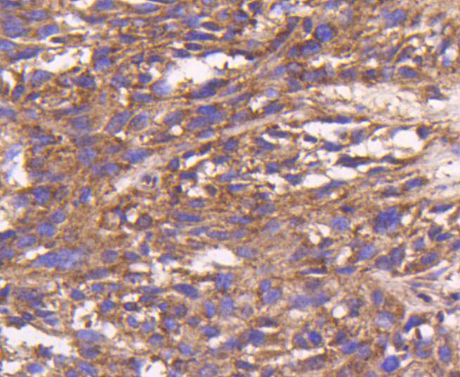 Bax Rabbit mAb