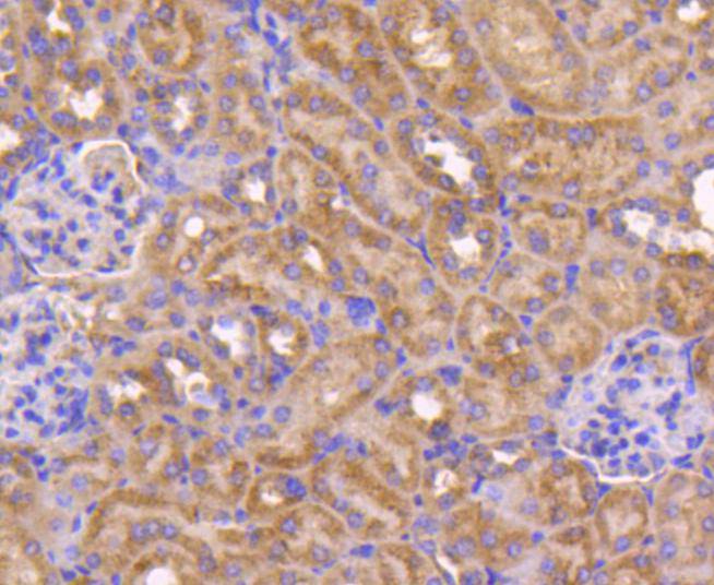 Bax Rabbit mAb