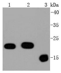 Bax Rabbit mAb