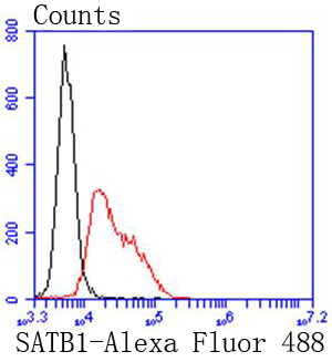 SATB1 Rabbit mAb