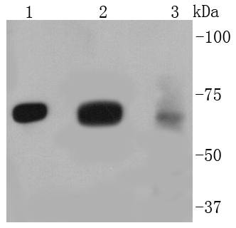 FOXO3A Rabbit mAb