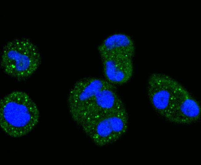 ERK1 Rabbit mAb