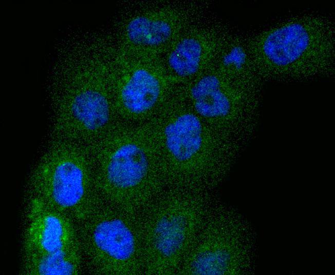 ERK1 Rabbit mAb