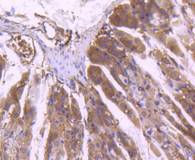 ERK1 Rabbit mAb