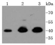 ERK1 Rabbit mAb