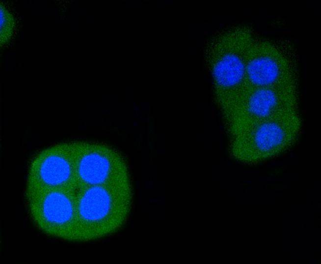 ERG Rabbit mAb