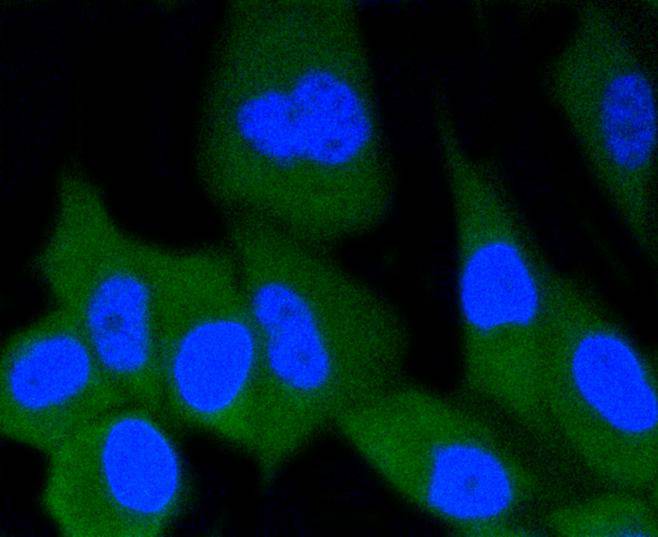 ERG Rabbit mAb