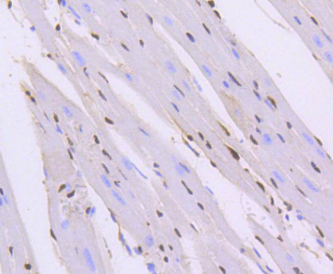 ERG Rabbit mAb