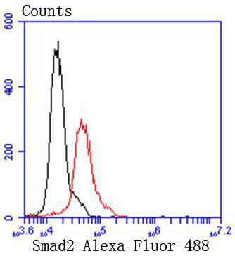 Smad2 Rabbit mAb