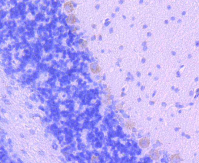 Smad2 Rabbit mAb