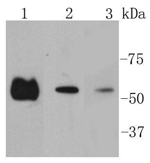 Smad2 Rabbit mAb