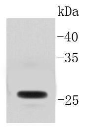 GFP Rabbit mAb