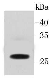 GFP Rabbit mAb