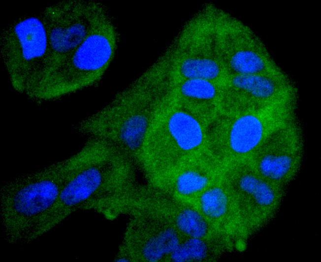 ERK1 Rabbit mAb