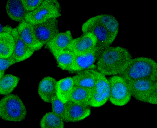 ERK1 Rabbit mAb