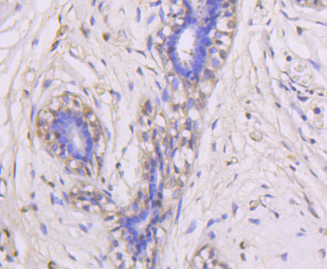 ERK1 Rabbit mAb