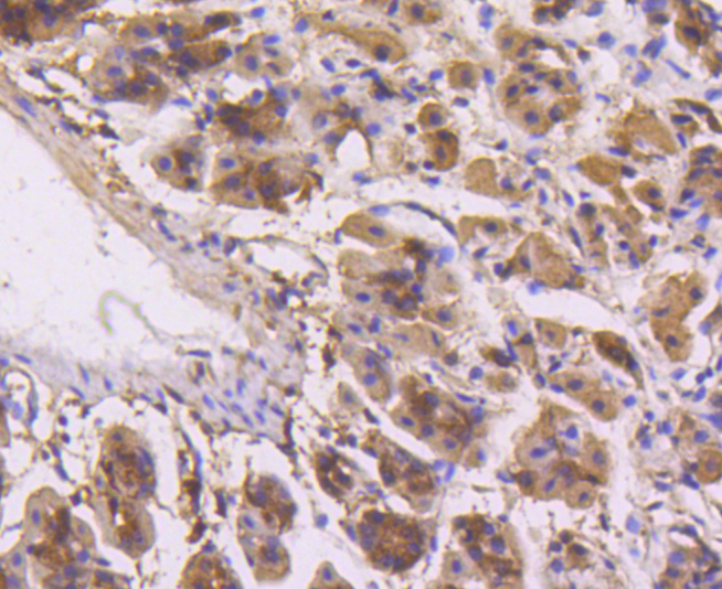 ERK1 Rabbit mAb