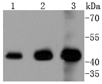 ERK1 Rabbit mAb