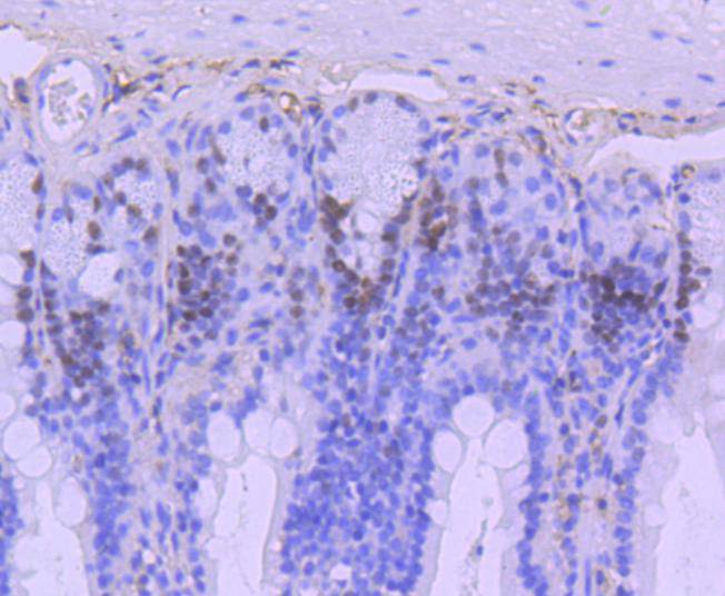 MSH6 Rabbit mAb