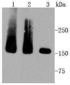 MSH6 Rabbit mAb