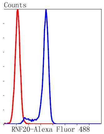 RNF20 Rabbit mAb