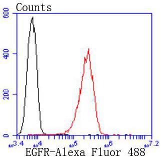 EGFR Rabbit mAb